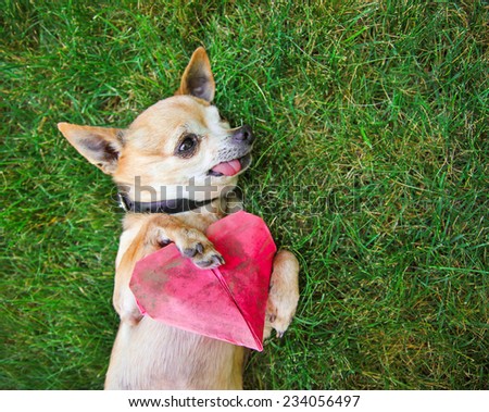 a cute chihuahua holding an origami paper heart (focus in on the paw and heart) shallow DOF