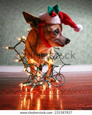 a cute chihuahua with a santa hat and christmas lights on
