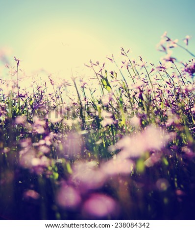 a bunch of pretty pink wild flowers shot with a wide angle lens right into the sun (very shallow DOF)