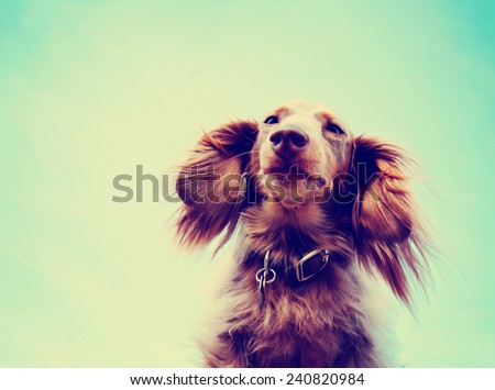 a miniature long haired dachshund with his ears flowing in the breeze toned with a retro vintage instagram filter effect