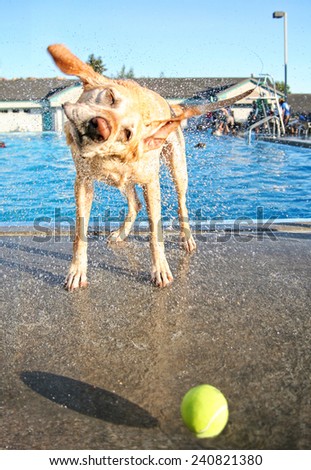 a dog having fun at a local public pool shaking off water over a yellow tennis ball