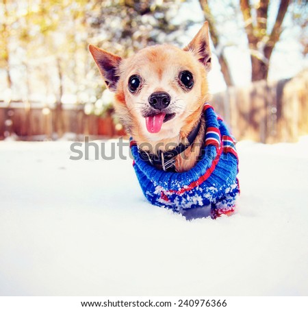 a cute chihuahua in the snow wearing a knitted sweater on a cold winter day