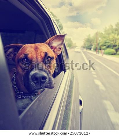 a cute pit bull boxer mix riding in a car toned with a retro vintage instagram filter effect app