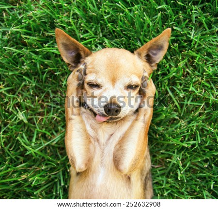 a cute chihuahua with his paws on his head covering his ears