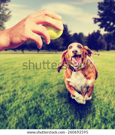 basset hound running to try and catch a tennis ball that is being thrown by a person toned with a retro vintage instagram filter basset hound running to try and catch a tennis ball that is being thrown by a person toned with a retro vintage instagram filter