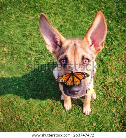a cute dog in the grass at a park during summer with a butterfly on his or her nose