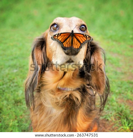 a cute dachshund at a local public park with a butterfly on his or her nose