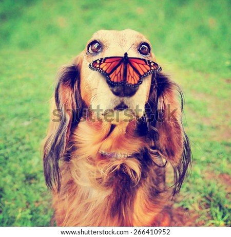 a cute dachshund at a local public park with a butterfly on his or her nose toned with a retro vintage instagram filter effect app or action