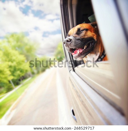 a boxer pit bull mix dog riding in a car with her head out of the window
