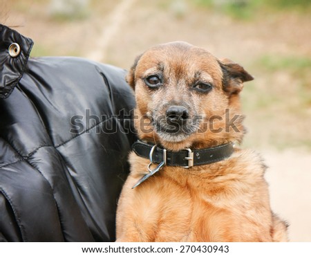 a cute chihuahua mix in the arms of a caring person during fall
