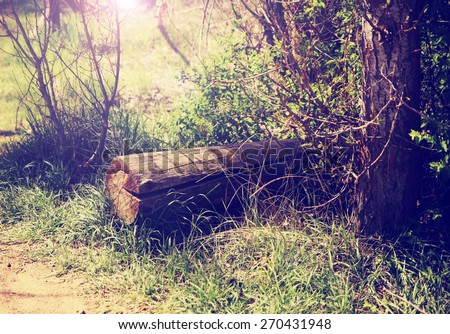 a little hidden clearing in a forest with a log and the sun rays poking though the branches toned with a retro vintage instagram filter effect app or action