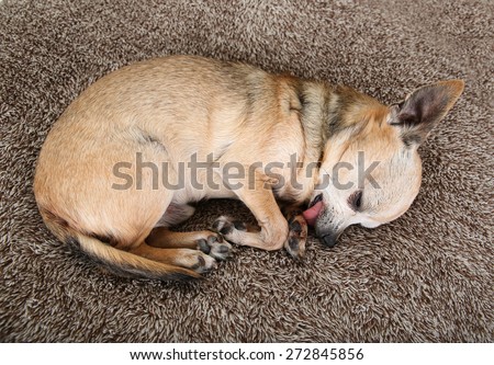 a cute chihuahua with his tongue out sleeping on a plush comfy new pet bed in sandy brown color