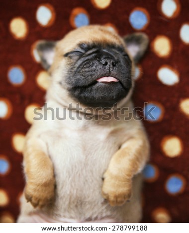 a cute chug pug puppy in a polka dot blanket with his tongue sticking out