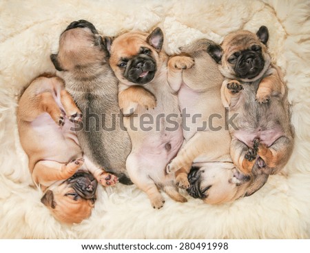 cute pug chug puppies on a lambskin blanket (SHALLOW DOF on one puppy)