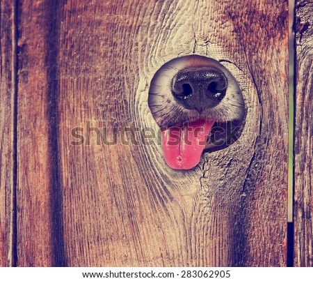 a cute dog\'s nose and tongue poking out of a hole in the fence licking and drooling toned with a retro vintage instagram filter app action effect
