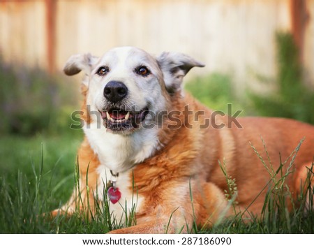a senior dog laying in the grass in a backyard smiling at the camera