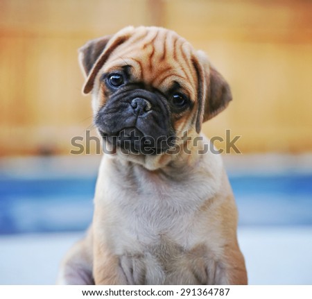 a cute chihuahua pug mix puppy (chug) looking at the camera with a head tilt in front of a fenced in pool in a backyard during summer