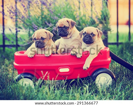 Three  pug chihuahua mix - chug-  puppies  in a red wagon toned with a retro vintage instagram filter effect app or action