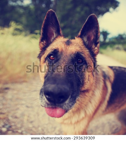 a german shepherd dog out in nature looking at a ball to be thrown with his tongue out - close up toned with a retro vintage instagram filter app or action effect
