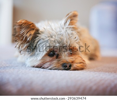 a cute yorkshire terrier peeking around while napping on a sofa