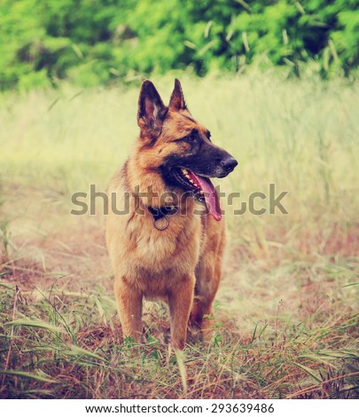 a german shepherd dog out in nature looking at a ball to be thrown toned with a retro vintage instagram filter app or action effect