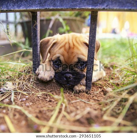 a cute pug chihuahua mix puppy - chug, digging in the dirt under a wrought iron fence in a backyard