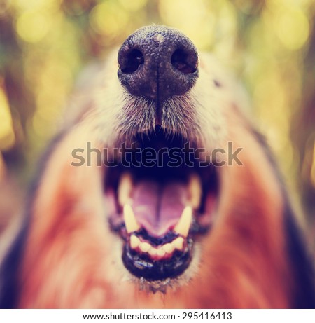 a collie posing for the camera with a super close up of his nose and his mouth open (SHALLOW DOF)
