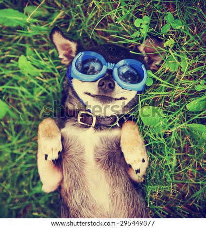 a cute chihuahua wearing goggles in the grass (SHALLOW DOF on the eyes) toned with a retro vintage instagram filter app or action effect