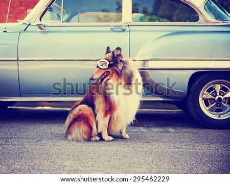 a collie posing for the camera in front of a classic car during a hot summer day with goggles on of a classic car toned with a retro vintage instagram filter action effect app