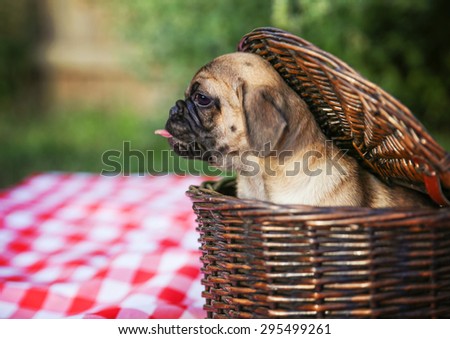 a cute baby pug chihuahua mix puppy looking out of a wicker picnic basket and licking her face during summer maybe on the 4th of july holiday