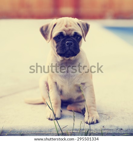 a cute chihuahua pug mix puppy (chug) looking at the camera with a head tilt in front of a fenced in pool in a backyard during summer  toned with a retro vintage instagram app or action effect