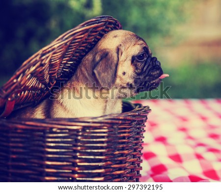a cute baby pug chihuahua mix puppy looking out of a wicker picnic basket and licking her face during summer toned with a retro vintage instagram filter app or action effect. Soft focus