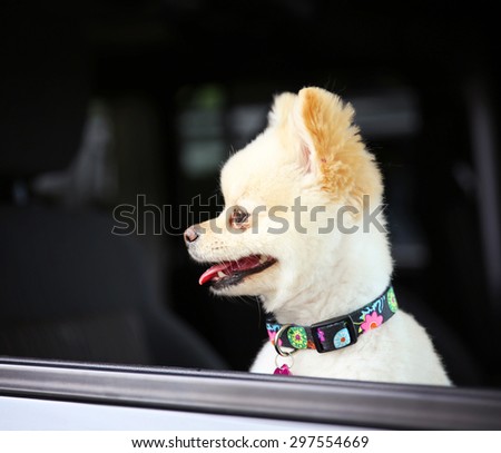 a cute pomeranian puppy dog that has been groomed sitting in a car looking out the window waiting for her owner with a pretty collar and tag on