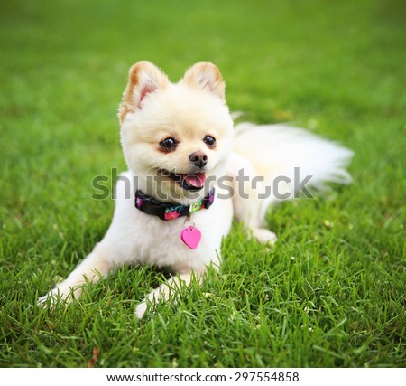 a cute pomeranian puppy dog that has been groomed smiling in a park setting with a pretty collar and tag on