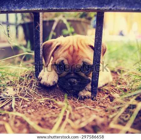 a cute pug chihuahua mix puppy - chug, digging in the dirt under a wrought iron fence in a backyard