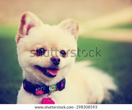 a cute pomeranian puppy dog that has been groomed smiling in a park setting with a pretty collar and tag on toned with a retro vintage instagram filter effect app or action