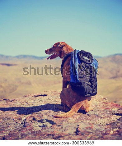 a dog sitting on a mountain top with a canvas backpack looking over a skyline toned with a retro vintage instagram filter