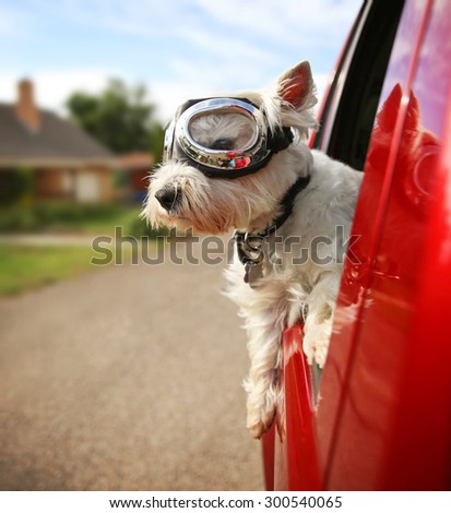 a cute westie - west highland terrier with goggles on riding in a car down an urban neighborhood road