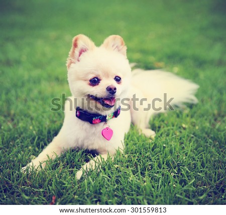 a cute pomeranian puppy dog that has been groomed smiling in a park setting with a pretty collar and tag on toned with a retro vintage instagram filter effect app or action