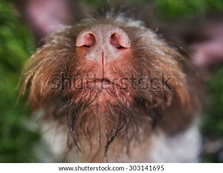 a german wire haired griffon out in nature on his back in the grass close up on the nose and mouth