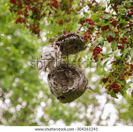 Wasp or hornet nest that has been destroyed hanging in a tree in a local park