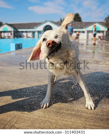 a dog shaking water off at a local public pool