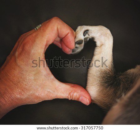 a person and a chihuahua dog making a heart shape with the hand and paw
