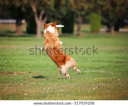 a cute dog in the grass at a park during summer catching a frisbee disc