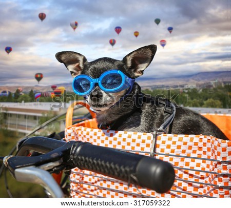 a cute chihuahua in a bike basket with goggles on in front of a background full of hot air balloons during summer time toned with a retro vintage instagram filter app or action effect