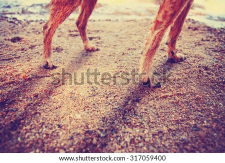 wet chihuahua mix dog legs on a sandy shore in front of water during sunrise or sunset toned with a retro vintage instagram filter app or action effect