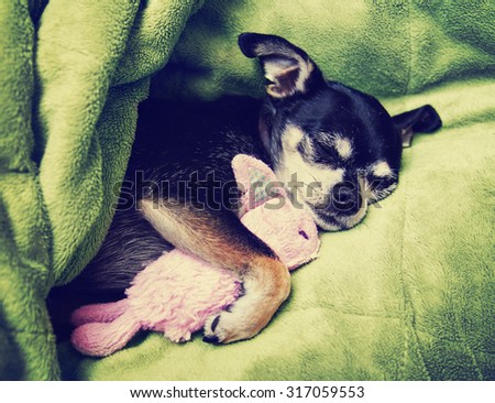 a tiny chihuahua cuddling with his pink bunny stuffed animal toy under a green blanket
