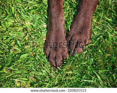 front feet or paws of a chocolate lab in the grass toned with a retro vintage instagram filter app or action effect
