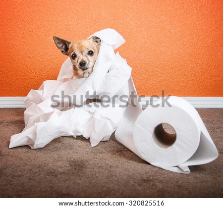 a cute chihuahua playing in a roll of toilet paper
