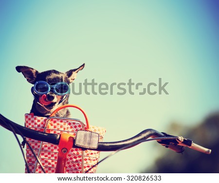 small dog in sunglasses or goggles sitting in bicycle basket licking his nose toned with a retro vintage instagram filter app or action effect